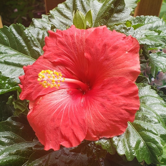 esoldevilla
